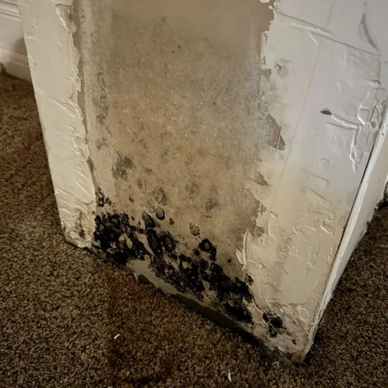 Professional Mold Removal in Terryville, CT